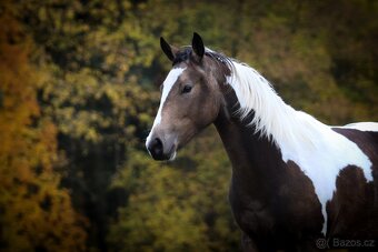 APH Klisna Dark buckskin tobiano 3 letá - 4