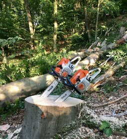 Rizikové kácení stromů - 4