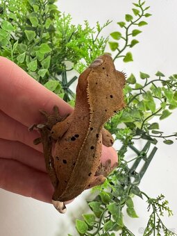 Pagekon řasnatý- Correlophus ciliatus - 4