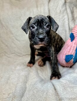 Americký pitbulterier - 4