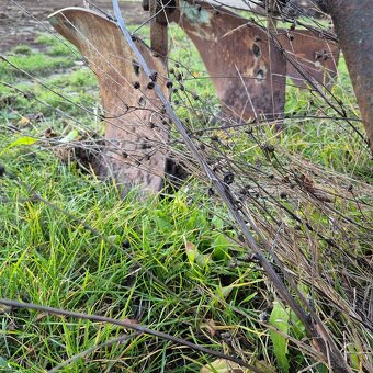 Pluh tříradličný - 4