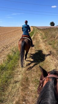 Nabídka docházky ke koním - 4