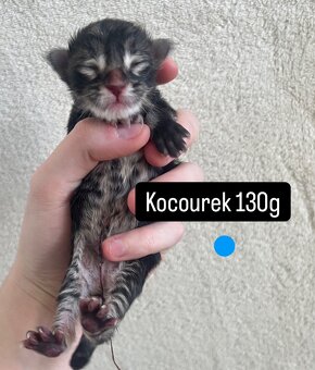 Mainská mývalí koťátka - 4