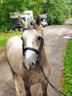 Valašek Český sportovní pony - 4