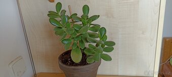 Tlustice vejčitá (crassula ovata) - 4