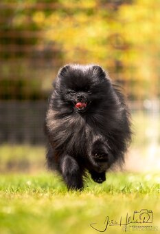 Pomeranian s Průkazem původu FCI - chovný pes - 4