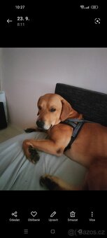 Labrador x Staford, pes - 4