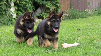 Německý ovčák štěňata s PP pejsek - 4