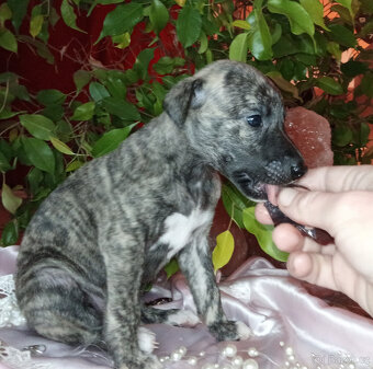 Whippet štěňátka bez PP po rodičích s PP ( FCI). - 4