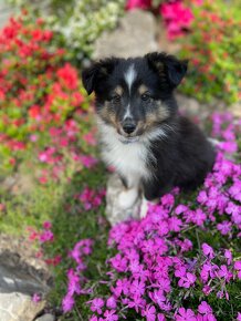 Shetlandský ovčák, sheltie, shetland sheepdog - 4