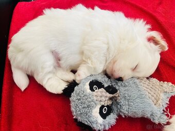 Coton de Tulear pejsek s PP - 4