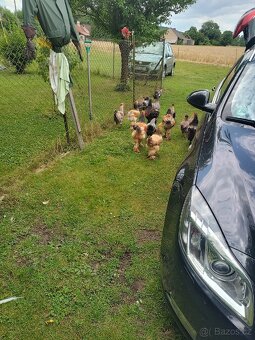 Kuřice a mladí kohouti - 4