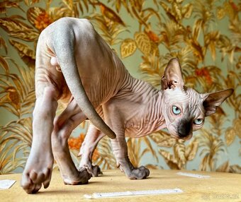 Sphynx - 4