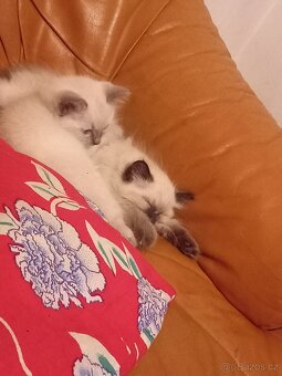 Ragdoll koťata - 4