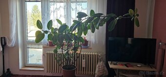 Fikus pryžodárný - 4