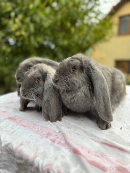 🐇 Čistí modří berani – samci i samice k odběru 🐇 - 4