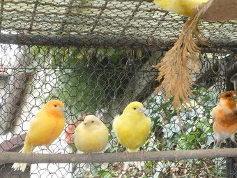 Prodám kanáry a zebřičky - 4