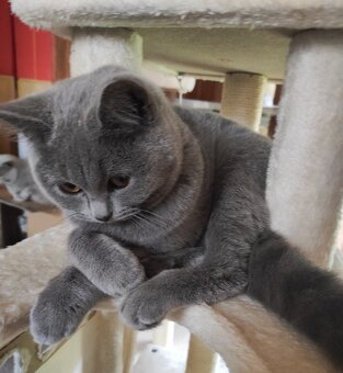 Britská koťata britské kotě - 4