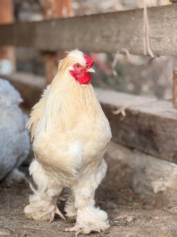 Brahmanka x hedvábnička - 4