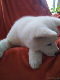 Štěňátko Akita Inu - 4