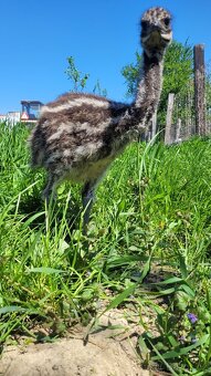 Pštros emu hnědý australský - 4
