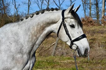 Valach do sportu po Casago - 4