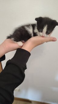 Kote - 4