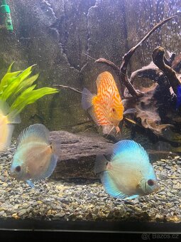 Discus (Terčovec) - 4
