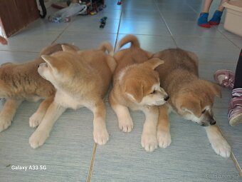Akita Inu mám holky i kluky inz platí do smazání - 4