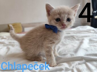 Britská modrá krátkosrstá koťátka - 4