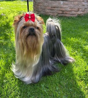 Jorkšírský teriér s PP FCI štěně kluci ihned k odběru - 4