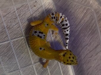 Gekončík noční 2.0 Tangerine 35g - 4