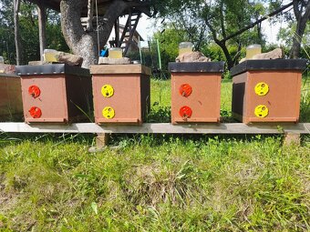 Včelí oddělky 2026 - 4