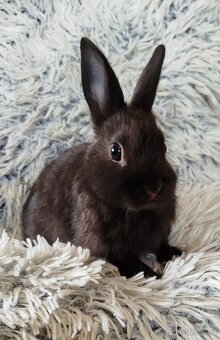 Zakrslý králík - 4