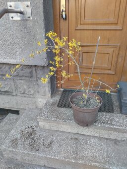 Forsytie nana - 4