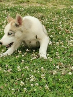 Sibiřský Husky - štěňátka - 4