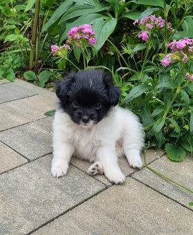 Papillon/Pomeranian - 4