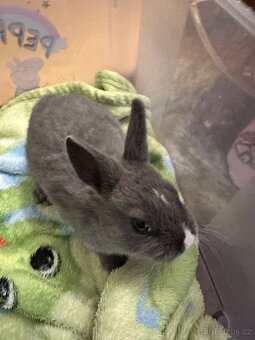 Králíčci, králík - 4