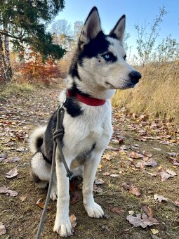 HUGO - Sibiřský husky - štěně 7 měsíců - 4