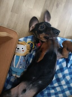 Jezevčík standard hladkosrstý bez PP - 4