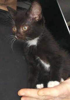 Nabízím koťata - 4