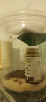 Strašilka - ramulus nematodes - 4
