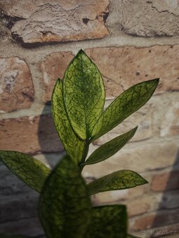 Zamioculcas chameleon - 4
