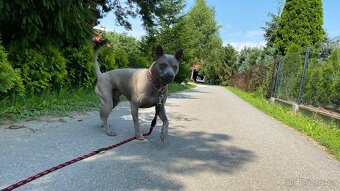 Prodám thajského ridgebacka, chovného psa - 4
