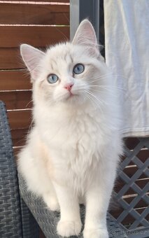 Kočička  ragdoll s PP - 4