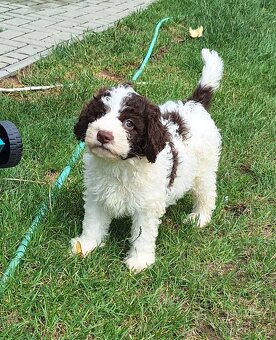 Lagotto romagnolo s PP - volný poslední pejsek- - 4