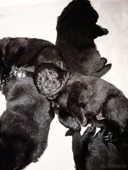 Štěňata Německý ovčák černé barvy - 4
