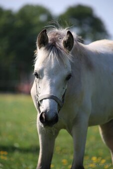 Welsh Part-Bred hřebeček po Chanel - 4