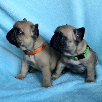 Francouzský buldoček s PP - 4