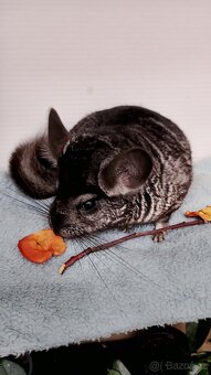 Činčila sameček - 4